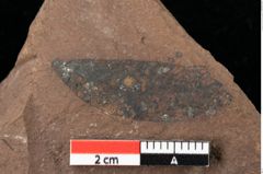 Foto (Detailansicht) von Xylomites pistaciae Ettingshausen (NHMW-GEO-2024-0188-0071)
